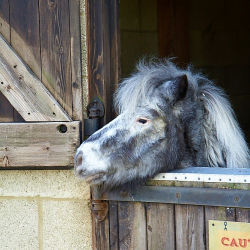 Pony Donation £5.00