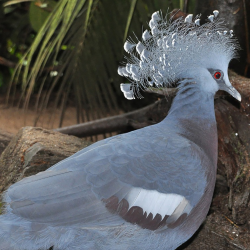 Victoria crowned pigeon - Queenie