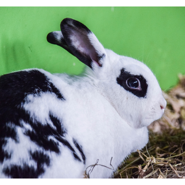 Rabbit Adoption