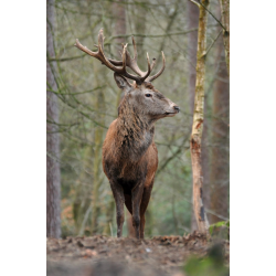 Adopt a Leash or Herd of Fallow Deer for a Child (Under 16)