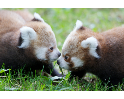 Red Panda Adoption Pack