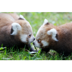 Red Panda Adoption Pack