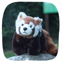 Red panda