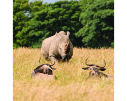 Rhino Adoption
