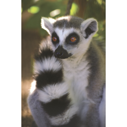 Adopt our Conspiracy of Ring-Tailed Lemurs for 1 year