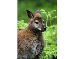 Adopt a Mob of Wallabies for a Child (Under 16)