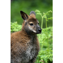 Adopt a Mob of Wallabies for a Child (Under 16)