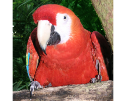 Scarlet macaw - Rodrigo