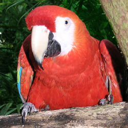 Scarlet macaw - Rodrigo