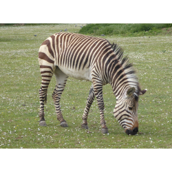 Hartmann's mountain zebra - Rosalie