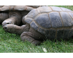 Aldabra giant tortoise - Rose (female)