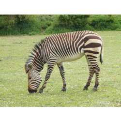 Hartmann's mountain zebra - Roselinde