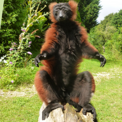 Red ruffed lemur - Ruby