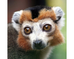 Crowned lemur - Sambatra