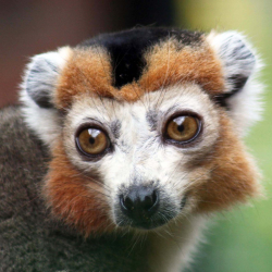 Crowned lemur - Sambatra