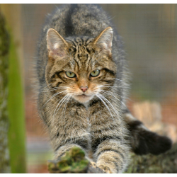 Adopt a Destruction of Scottish Wildcats for a Child (Under 16)