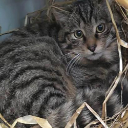 Scottish Wildcat - Skye