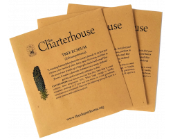Tree Echium Seed Mix