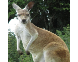 Red kangaroo - Shaniqua