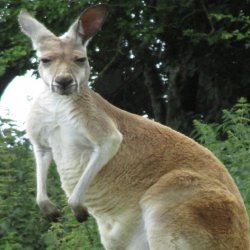 Red kangaroo - Shaniqua