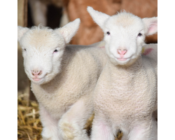 Lamb Adoption