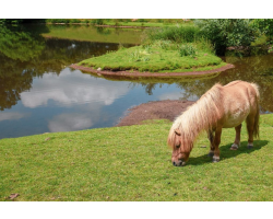 Shetland Pony Adoption