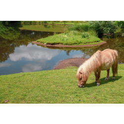 Shetland Pony Adoption