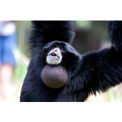 Adopt a Siamang Gibbon