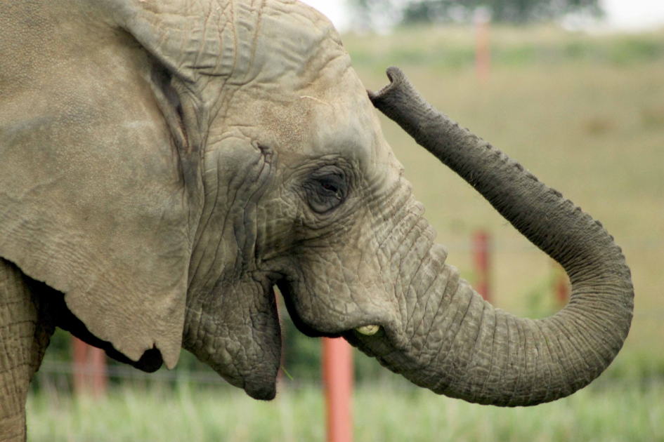 Family Elephant Adoption