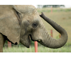 Family Elephant Adoption