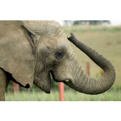 Family Elephant Adoption