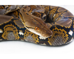 Adopt a Python