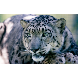 Adopt a Snow Leopard