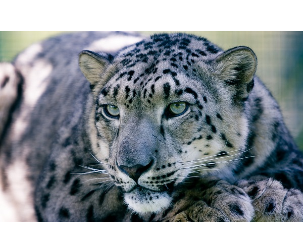 Adopt a Snow Leopard