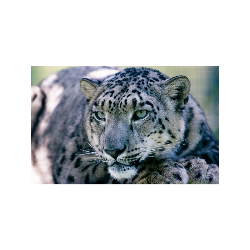 Adopt a Snow Leopard