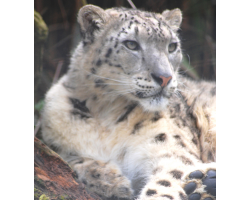 Snow leopard - Centurio (male)