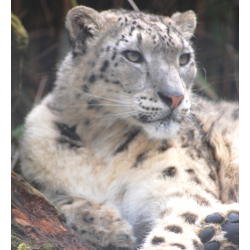 Snow leopard - Centurio (male)