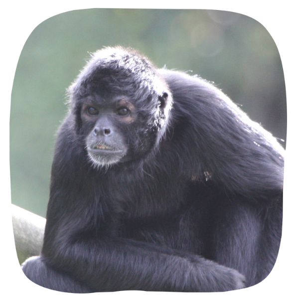 Spider Monkey Adoption