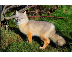 Corsac Fox