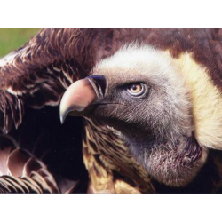 Ruppell's Griffon Vulture