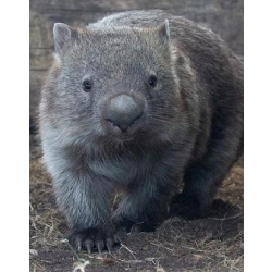 Mainland Wombat