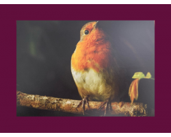 Spot Lit Robin Greetings Card