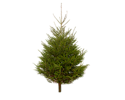 Norway Spruce 6ft 2024