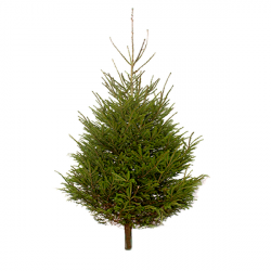 Norway Spruce 6ft 2024