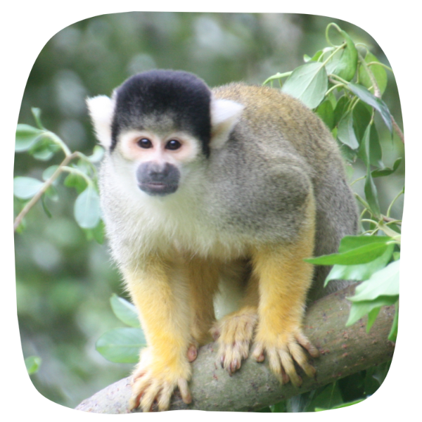 Squirrel Monkey Adoption