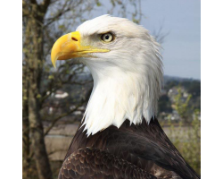 Archie the Bald Eagle and birds of prey Donation