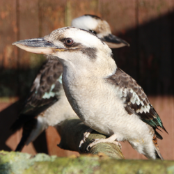 Bong the Kookaburra Donation