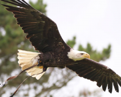 Archie the Bald Eagle and birds of prey Donation