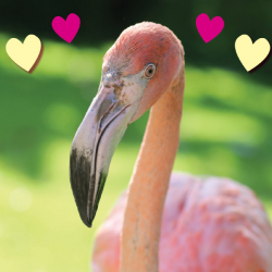 Caribbean Flamingos Donation