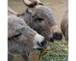 Donkey Donation